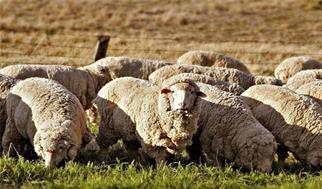 قیمت هرکیلو دام به ۳۲۰ هزارتومان رسید