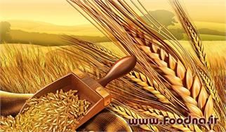 ثبت سفارش گندم تا پایان سال ادامه دارد