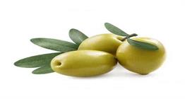 جشنواره زیتون طارم سفلی باید به رونق بازار و درآمد باغداران منجر شود