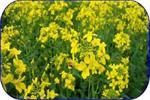 کشت کلزا برای کشاوزان باید صرفه اقتصادی داشته باشد
