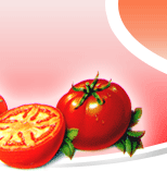 گوجه فرنگی