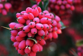 زرشک