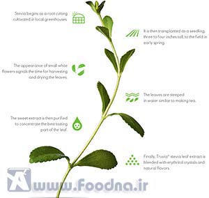 استویا - Stevia 1