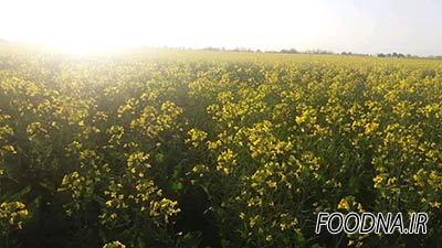کشت و صنعت رجیی دزفول 1
