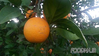 کشت و صنعت رجایی دزفول 2
