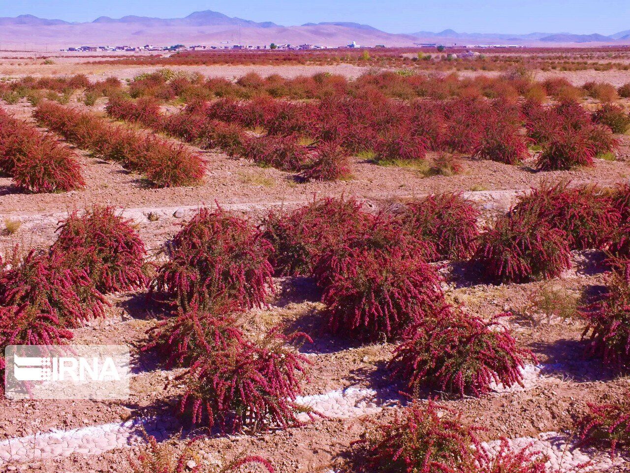 زرشک 4